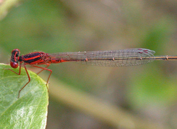 Scarlet Bluet Scarlet Bluet